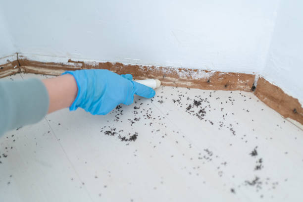 Best Flea Control Services  in Leon, IA